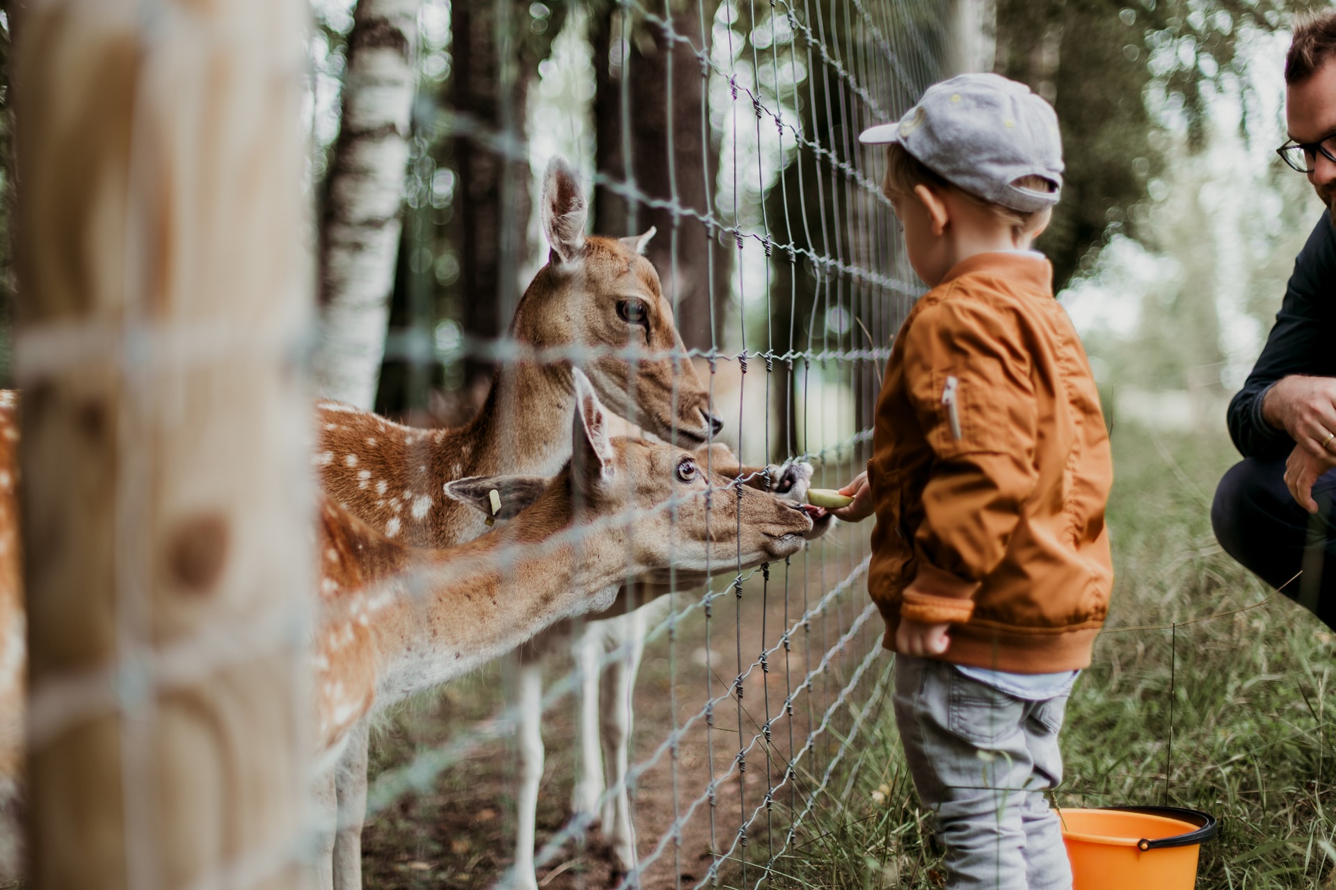 zoo safari zachodniopomorskie